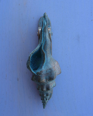 Knockers - Small-Conch Seashell Knocker  